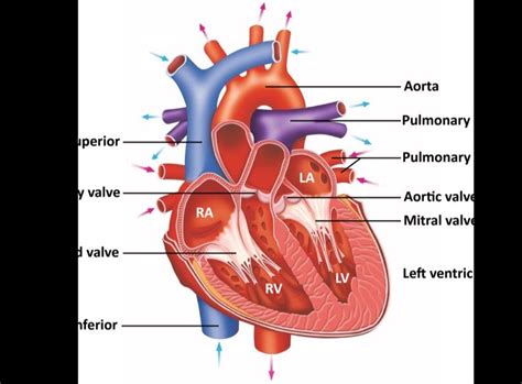 matricule lv|Left Ventricular Structure and Function: Basic Science for Cardiac .